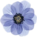 anemone