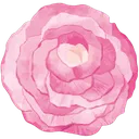 carnation