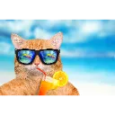 Cat_Cat