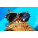 Summer_Cat
