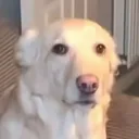 46678confuseddog1