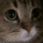 B2F_doviesadmeow