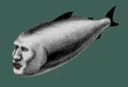 Aurafish