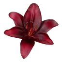 02redflower