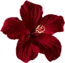02redflower