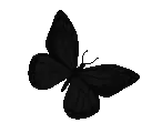 bl_butterfly