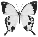 Jz_butterfly