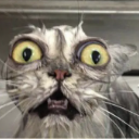 :devastatedwetcat: