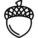 acorn