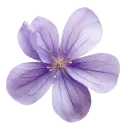 0225_purpleflower4