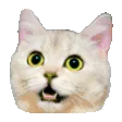 catsad