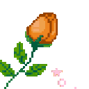 ko_rose_orange