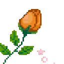 ko_rose_orange