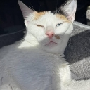 :CatMogs: