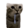droolingcat