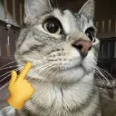 catmew
