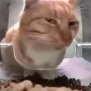 suscat