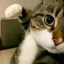 punchcat
