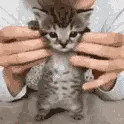 catdance