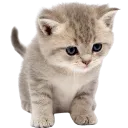 emoji_237