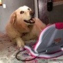 A golden retriever looking at a pink toy laptop with a happy expression.