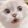 :tsu_catscared: