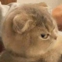 tsu_catmad