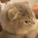 :tsu_catmad: