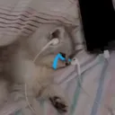 sadkitty