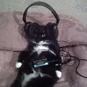 musiccat