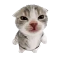 smolcatmad