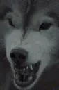 bite