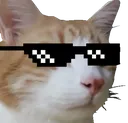 CatSwag