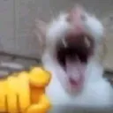 catlaugh