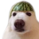 chodua