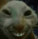xdd