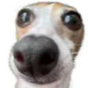 dogm