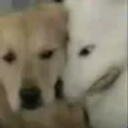 dogstares