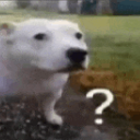 dog_wut