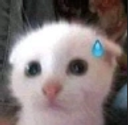 catmimi_lolang