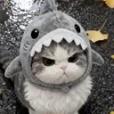 <:tsu_miso_angy:1532347594724872262>