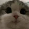 CuteCatsPhotosandVideosonInstagr