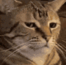 Bagadbilla_Stare