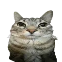 sus
