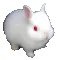 angrywabbit
