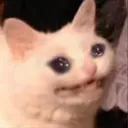 cryingcat