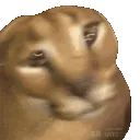 floppaspin