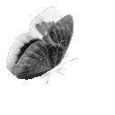 gothicbutterfly
