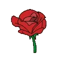 6636rose