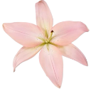 000_lily